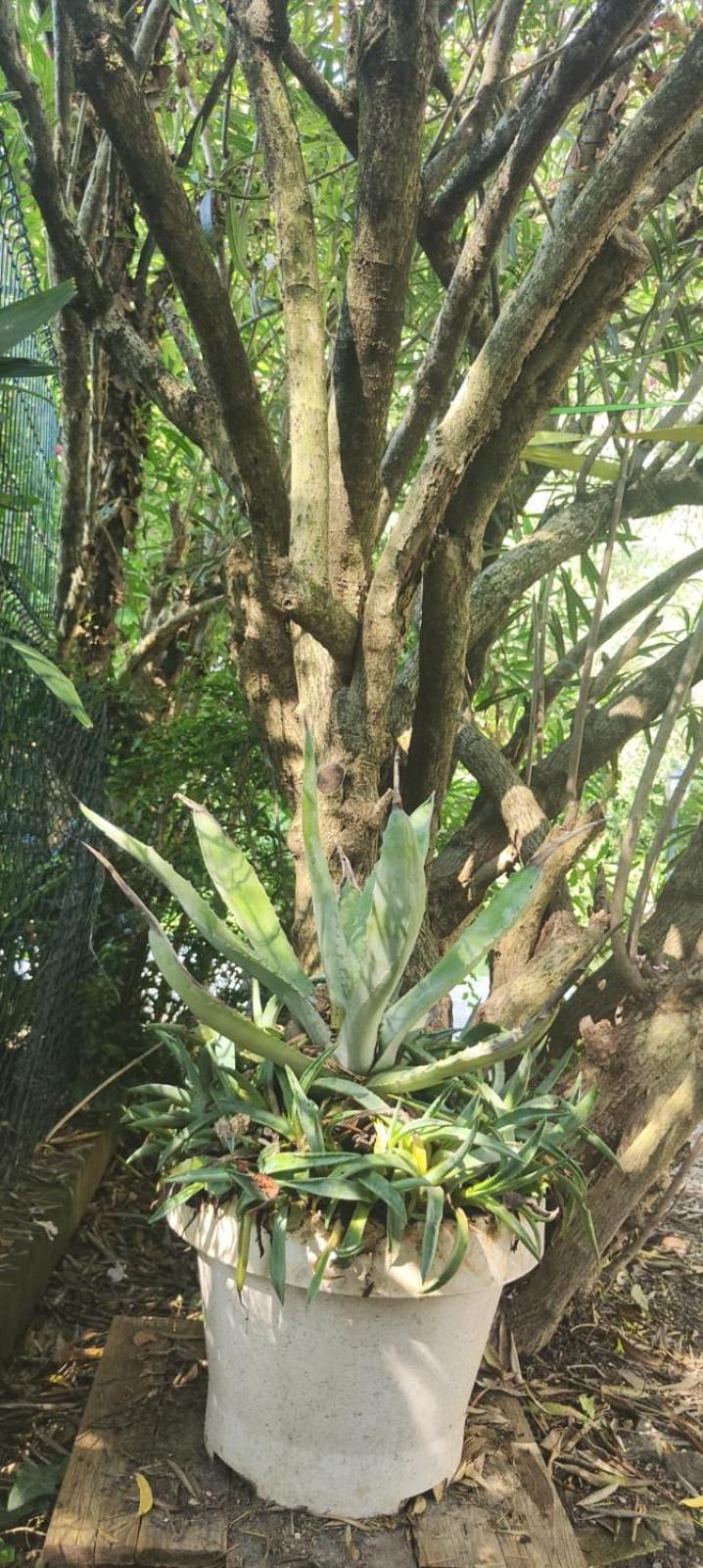 Villaluigia - Oasi Le Palme Padova Bagian luar foto